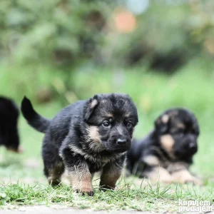 Nemački ovčari- štenci