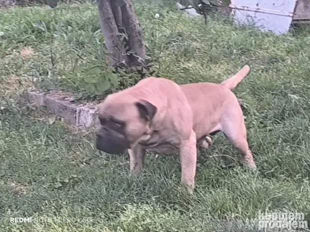 Bull mastif 18meseci muzijak