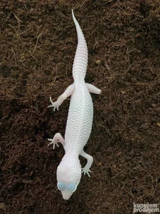 Leopard Gekon Blizzard Eclipse