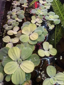 Pinceta za biljke, pistia, školjke, strips