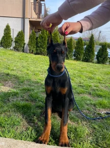 Štenci dobermana