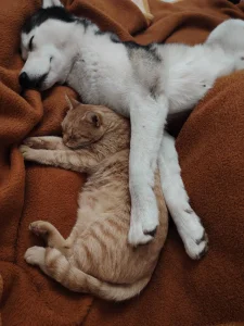 Haski spreman za parenje