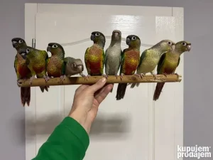 Braunouhi moline ručno hranjene