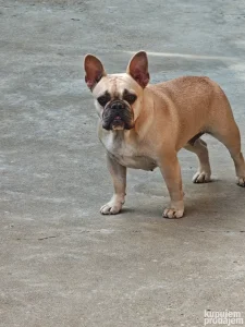 Francuski buldog BEŽ
