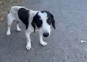 Udomljavamo  Snupija