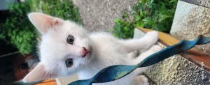 Poklanjam mačiće mešanci Sijamske i Turske angore
