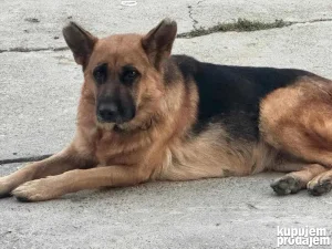 Stenci nemackog ovcara