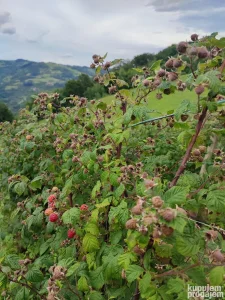 Radnici za branje malina