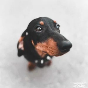 Jazavičar star dve godine traži ženku za parenje.