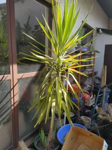 Juka drvo života palma - juka drvo - palma