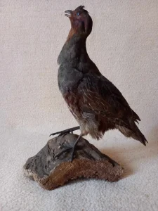 Lepa preparirana jarebica