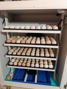 Usluzno leganje jaja svih zivina -Lazarevac