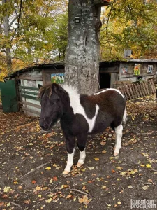 Poni Konj - zdrebe