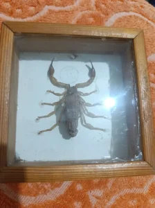 Preparirana velika škorpija