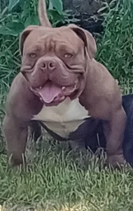 American Bully exsotic