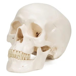 3D Model ljudske lobanje sa postoljem