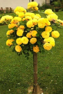 ruze stablasice 1000 kom