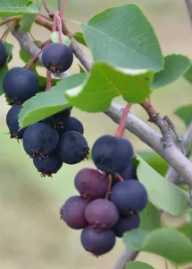 Mongolska borovnica Merala 5 sadnica v.