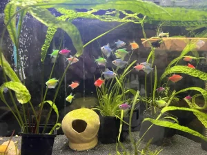 Color Tetra