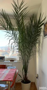 Palma urme - Phoenix dactyliferia