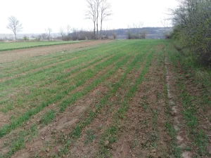 Plac zemljiste 26a i suma 8a selo Americ kosmaj