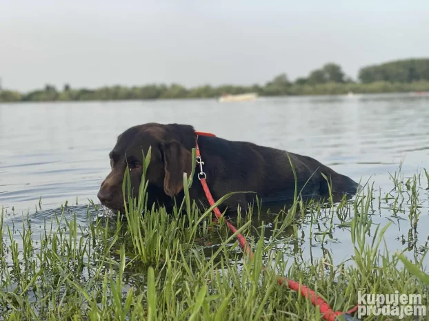 Cokolani labrador za parenje
