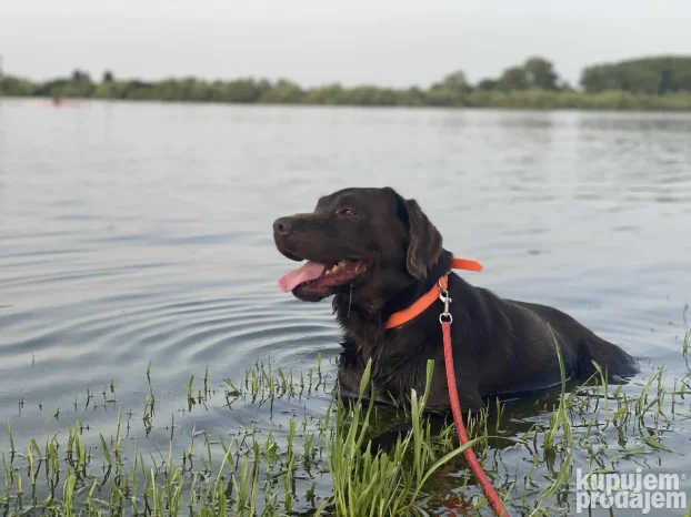 Cokolani labrador za parenje