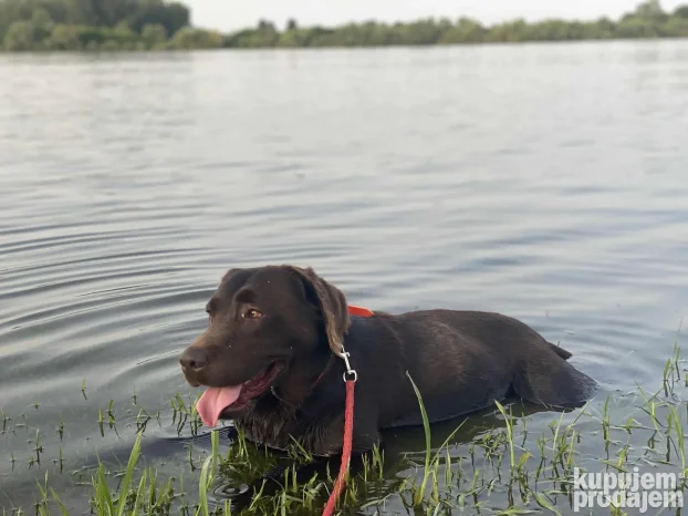 Cokolani labrador za parenje