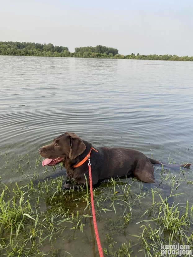 Cokolani labrador za parenje