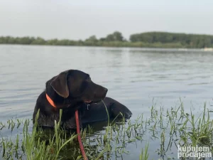 Cokolani labrador za parenje