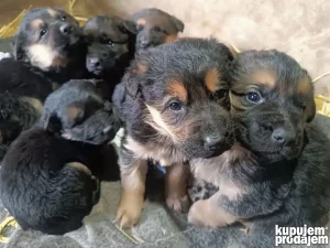 Poklanjam štence Vučjak-Retriver