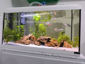 Akvarijum komplet sa opremom i ribicama