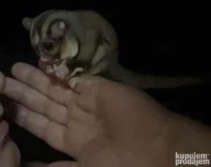 Letece veverice -Sugar glider