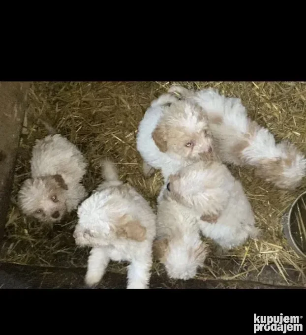Prodajem stence lagoto romanjolo