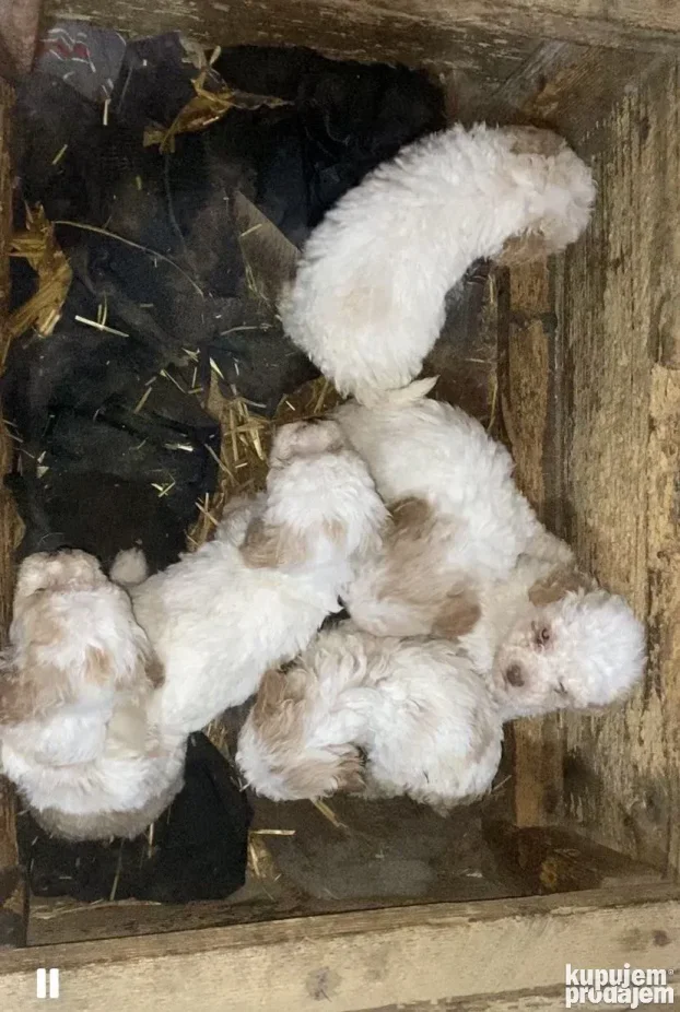 Prodajem stence lagoto romanjolo