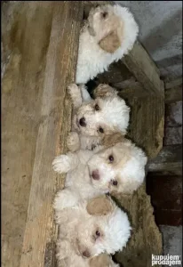 Prodajem stence lagoto romanjolo