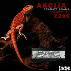 AKCIJA Bradata agama KOMPLET