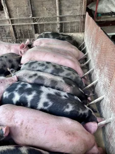 tovljenici (uslužno klanje)