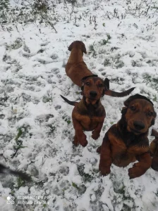 alpski brak jazavicari  064 44 85 632