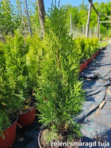 Tuje lavanda i lovor visnja