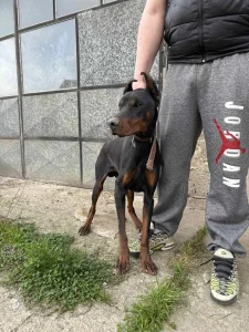 Doberman parenje