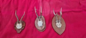 Trofejni rogovi 40 eura