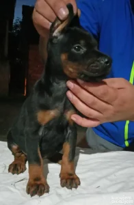 Na prodaju 5 komada dobermana