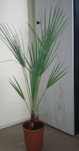 Palma zumara