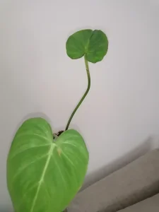 Filadendron Gloriosum