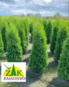 Tuje tuja Kolumna AKCIJA Besplatna dostava Beograd ŽAK