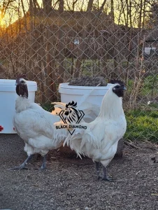 Ga Hmong Beli Ayam Cemani