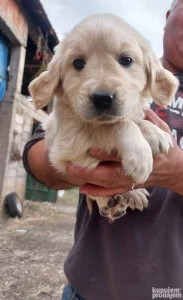 Stenci zlatnog retrivera