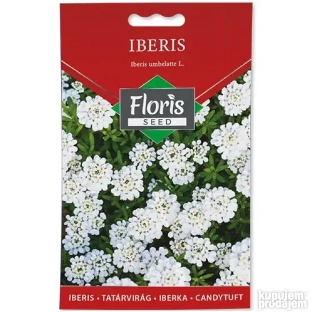 Cveće Iberis seme 0.5g - 10kom. FLORIS