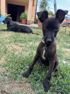 malena Nina moli za pomoć .